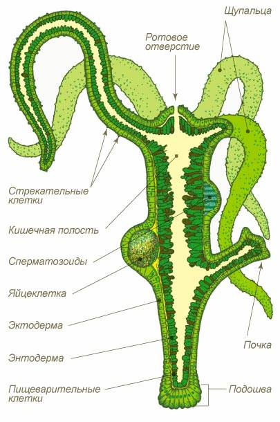 Как подключиться к даркнету